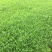 大量批发空心菜，