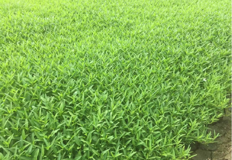 大量批发空心菜，