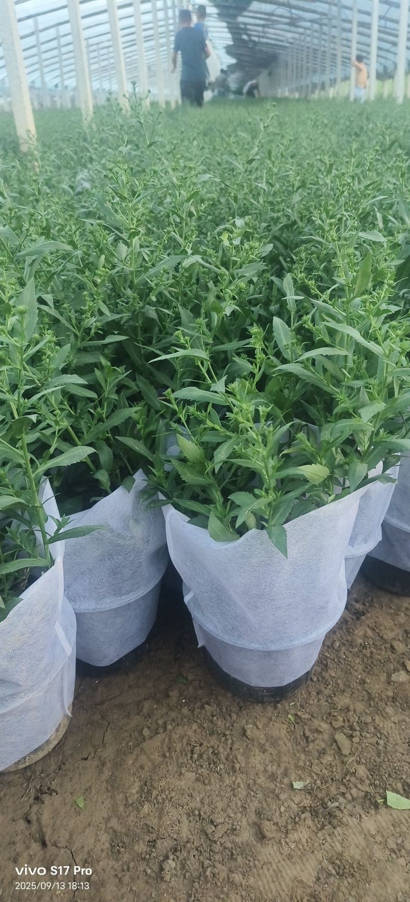 紫菀，多色紫菀，加仑盆紫菀，玫红紫菀，大红紫菀，粉色紫菀