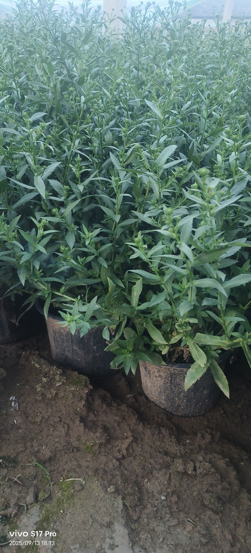 紫菀，多色紫菀，加仑盆紫菀，玫红紫菀，大红紫菀，粉色紫菀