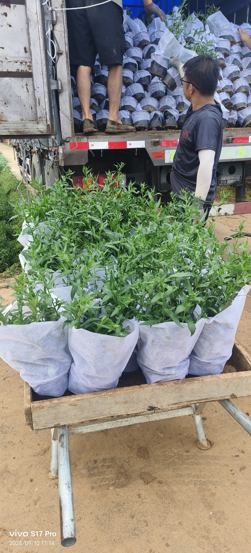 紫菀，多色紫菀，加仑盆紫菀，玫红紫菀，大红紫菀，粉色紫菀