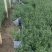 紫菀，多色紫菀，加仑盆紫菀，玫红紫菀，大红紫菀，粉色紫菀