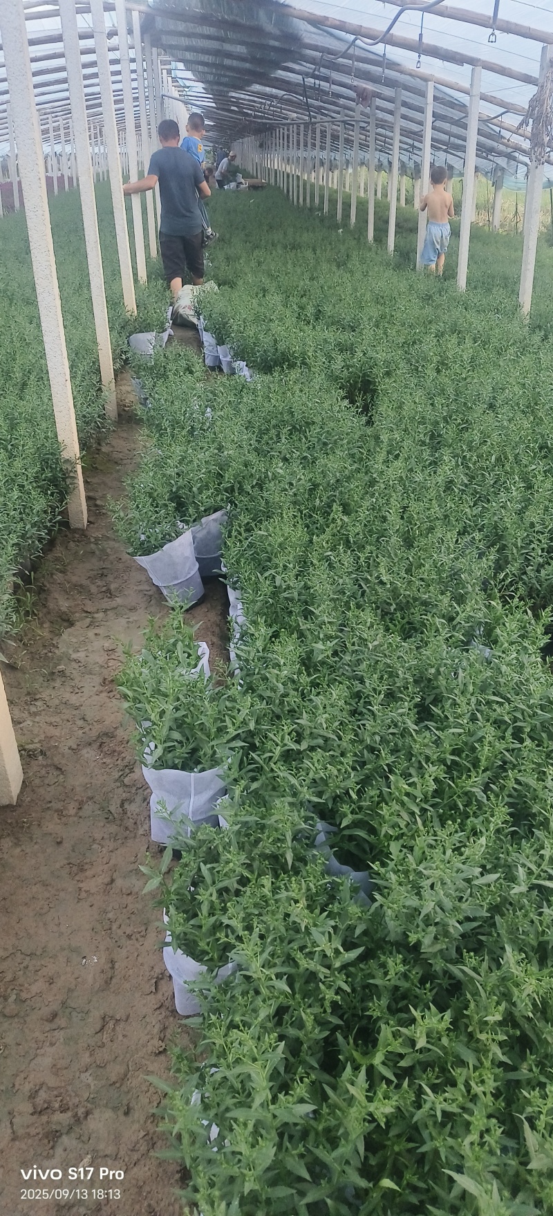 紫菀，多色紫菀，加仑盆紫菀，玫红紫菀，大红紫菀，粉色紫菀