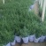 紫菀，多色紫菀，加仑盆紫菀，玫红紫菀，大红紫菀，粉色紫菀