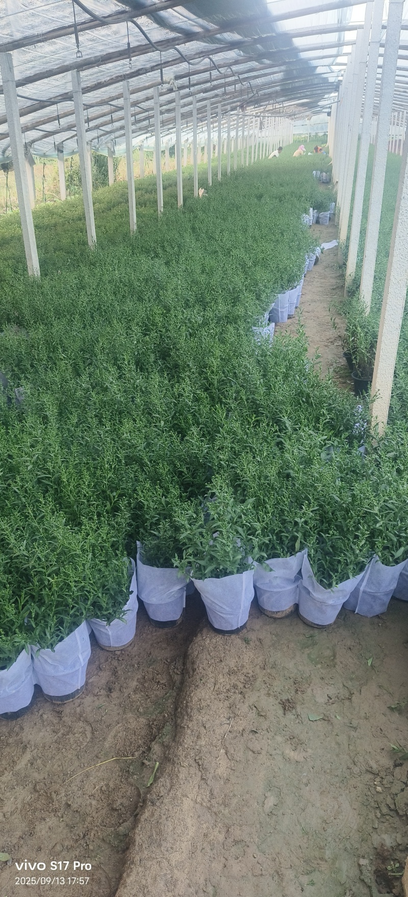 紫菀，多色紫菀，加仑盆紫菀，玫红紫菀，大红紫菀，粉色紫菀