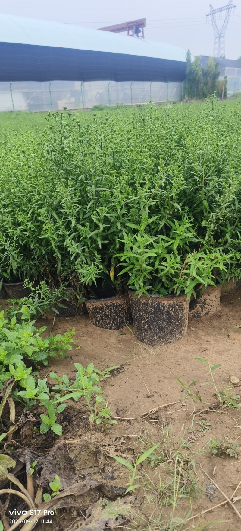 紫菀，多色紫菀，加仑盆紫菀，玫红紫菀，大红紫菀，粉色紫菀