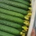 莘县精品密刺黄瓜青瓜鲜花干花带刺条直黑亮绿油亮