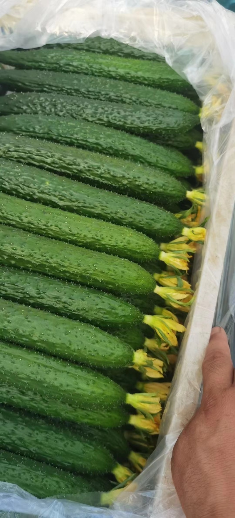 莘县精品密刺黄瓜青瓜鲜花干花带刺条直黑亮绿油亮