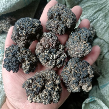 猴脑菌核桃菌批发零售长期有货电商市场价格不高选品菌