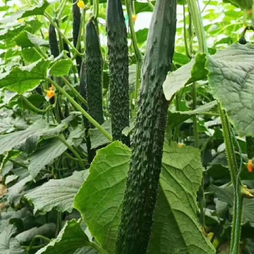 莘县精品密刺黄瓜青瓜鲜花干花带刺条直黑亮绿油亮