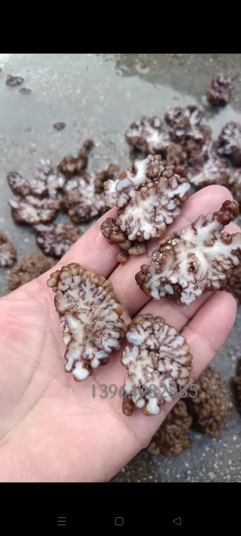 猴脑菌核桃菌批发零售长期有货电商市场价格不高选品菌