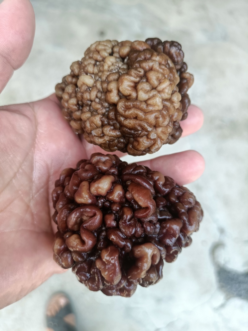 猴脑菌核桃菌批发零售长期有货电商市场价格不高选品菌