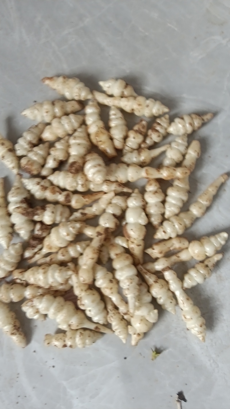 精品螺丝菜