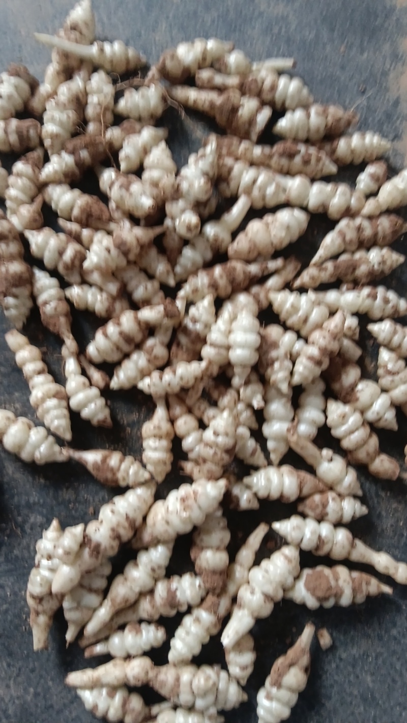 精品螺丝菜