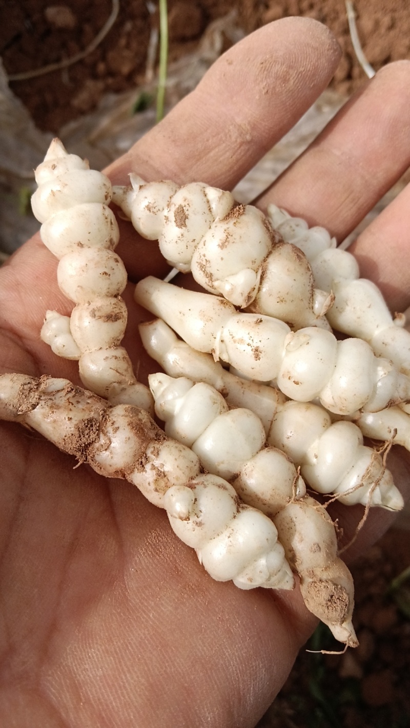 精品螺丝菜