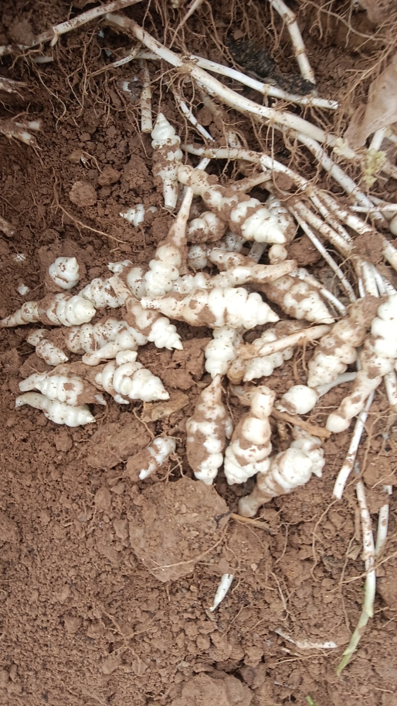 精品螺丝菜