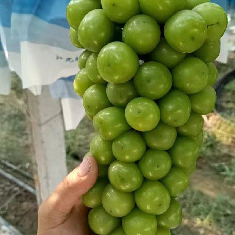 河南夏邑阳光玫瑰大量供应中