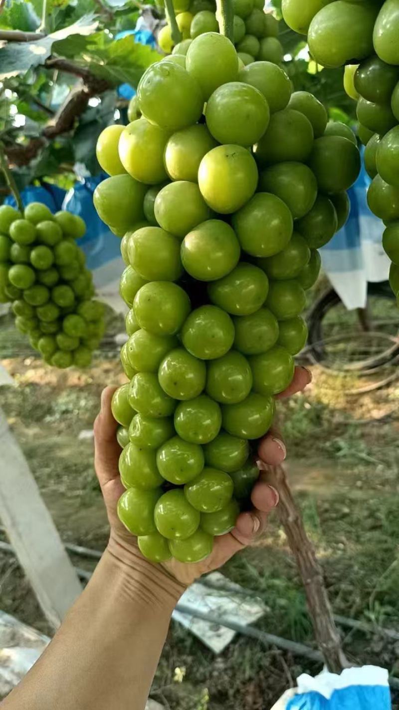 河南夏邑阳光玫瑰大量供应中