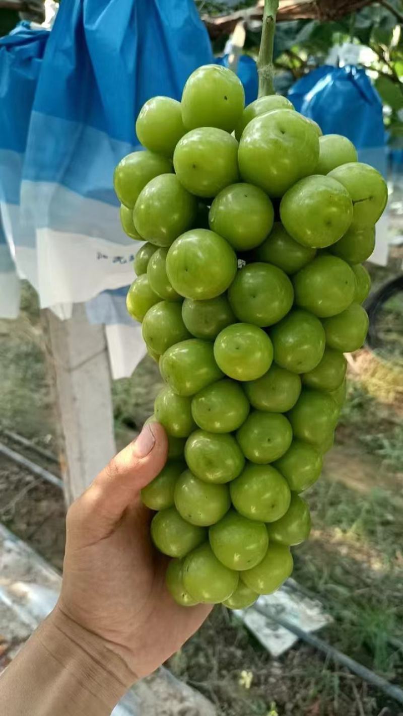 河南夏邑阳光玫瑰大量供应中