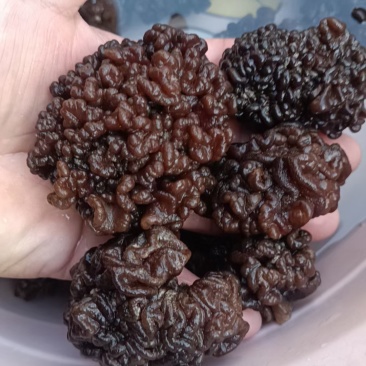 核桃菌产地一手货源批发零售自产自销核桃菌基地直发