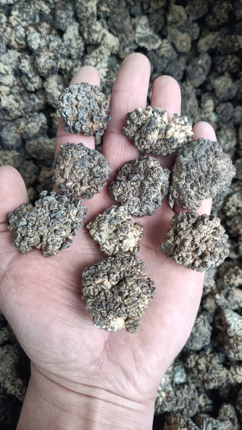 核桃菌产地一手货源批发零售自产自销核桃菌基地直发