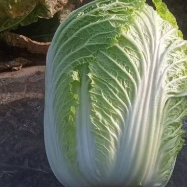 山西大白菜大量上市产地直发保证质量欢迎随时联系