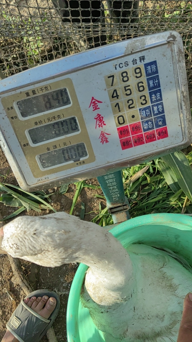 大白鹅大三花仔均重8斤半左右，翎好，1600只左右，出售