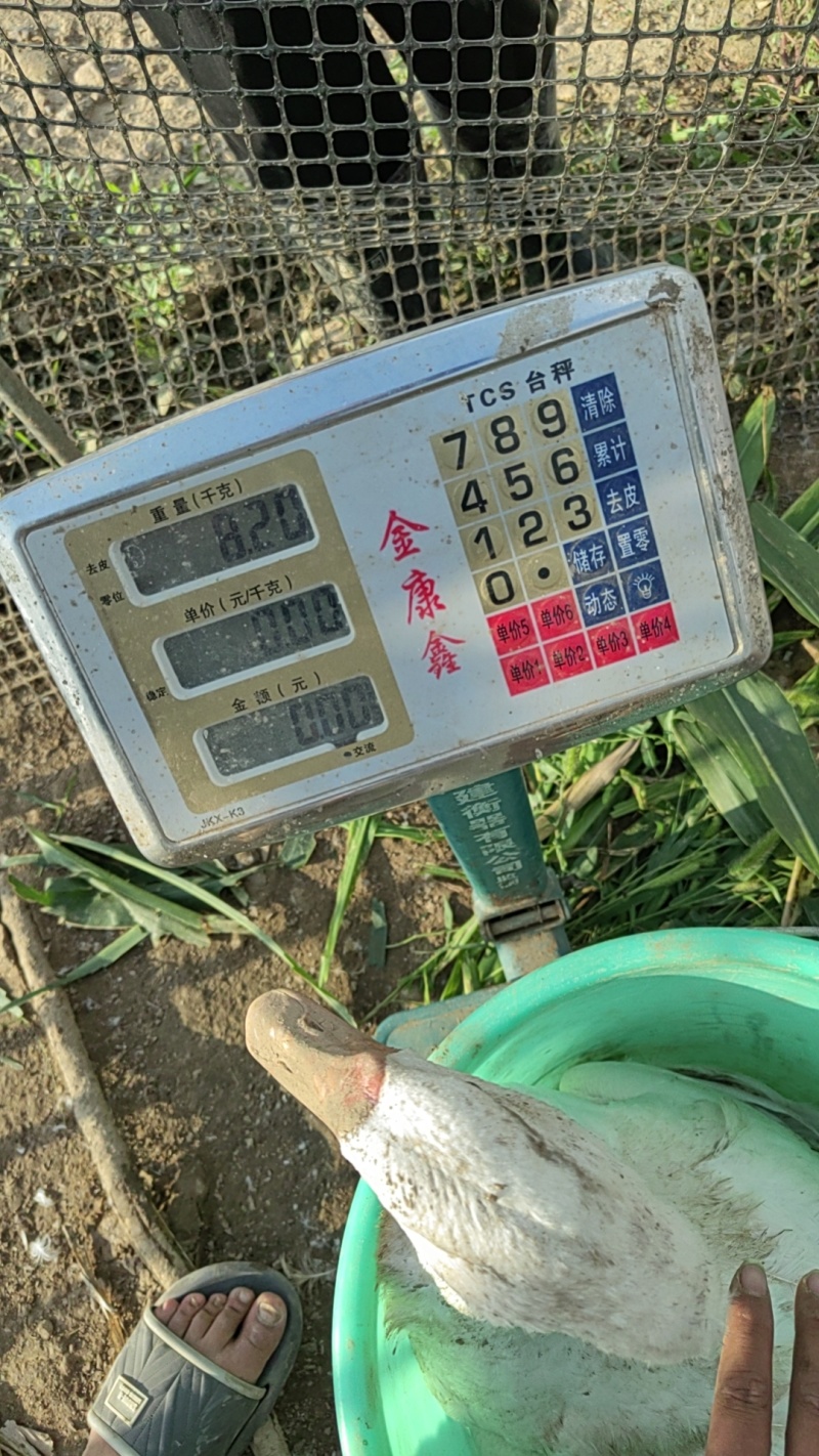 大白鹅大三花仔均重8斤半左右，翎好，1600只左右，出售