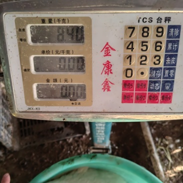 大白鹅大三花仔均重8斤半左右，翎好，1600只左右，出售