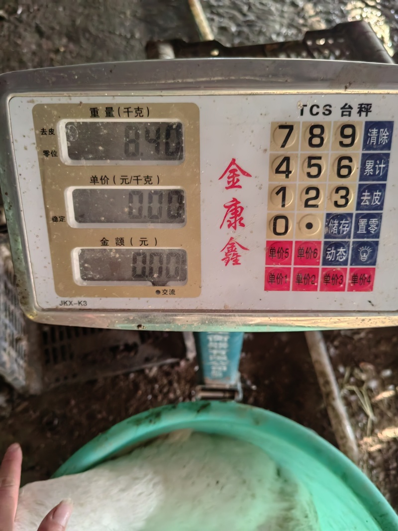 大白鹅大三花仔均重8斤半左右，翎好，1600只左右，出售