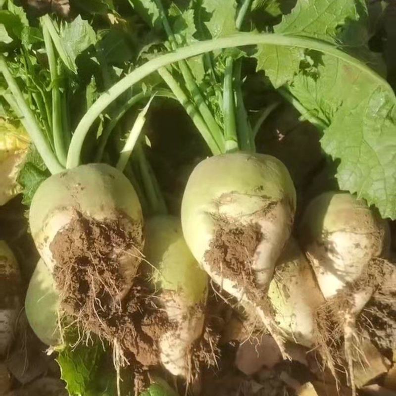 芥菜疙瘩大量上市产地一手货源全国发货欢迎随时联系