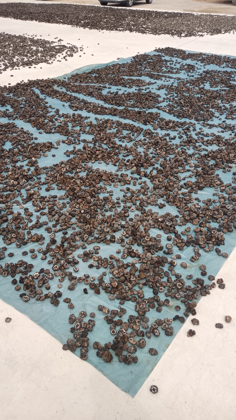 猴脑菌核桃菌玛卡菌批发零售自产自销电商用酒店特色食材