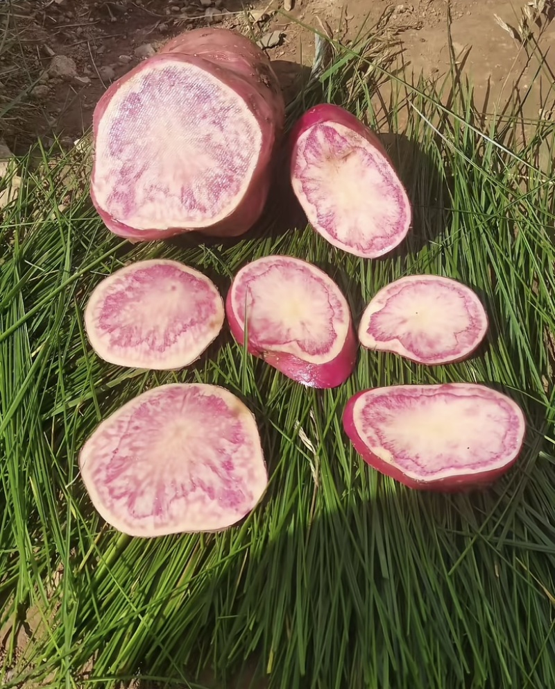 云南七彩洋芋大量上市七彩土豆欢迎联系