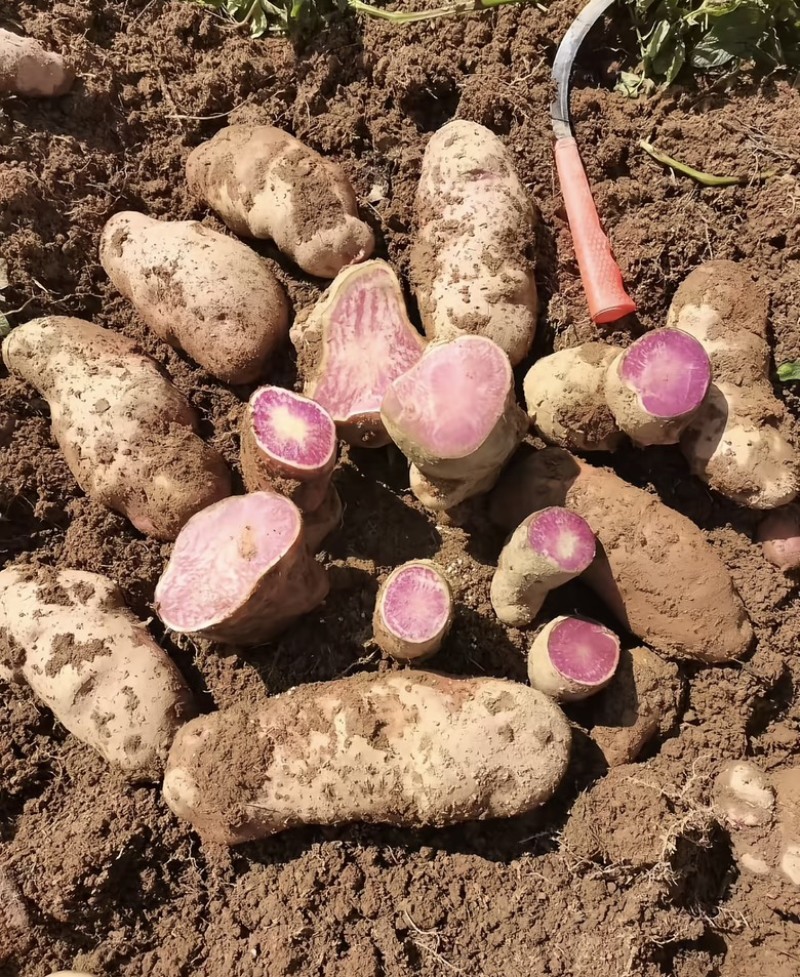 云南七彩洋芋大量上市七彩土豆欢迎联系