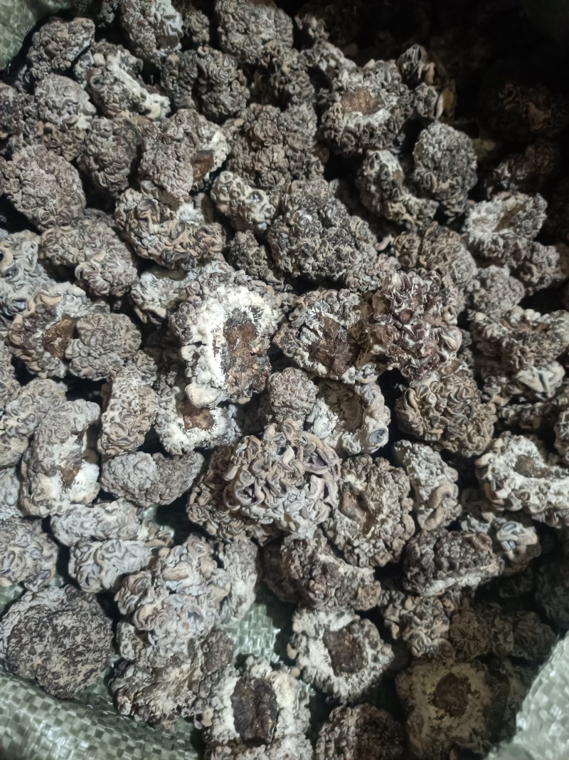 产地一手货源批发零售猴脑菇猴脑菌