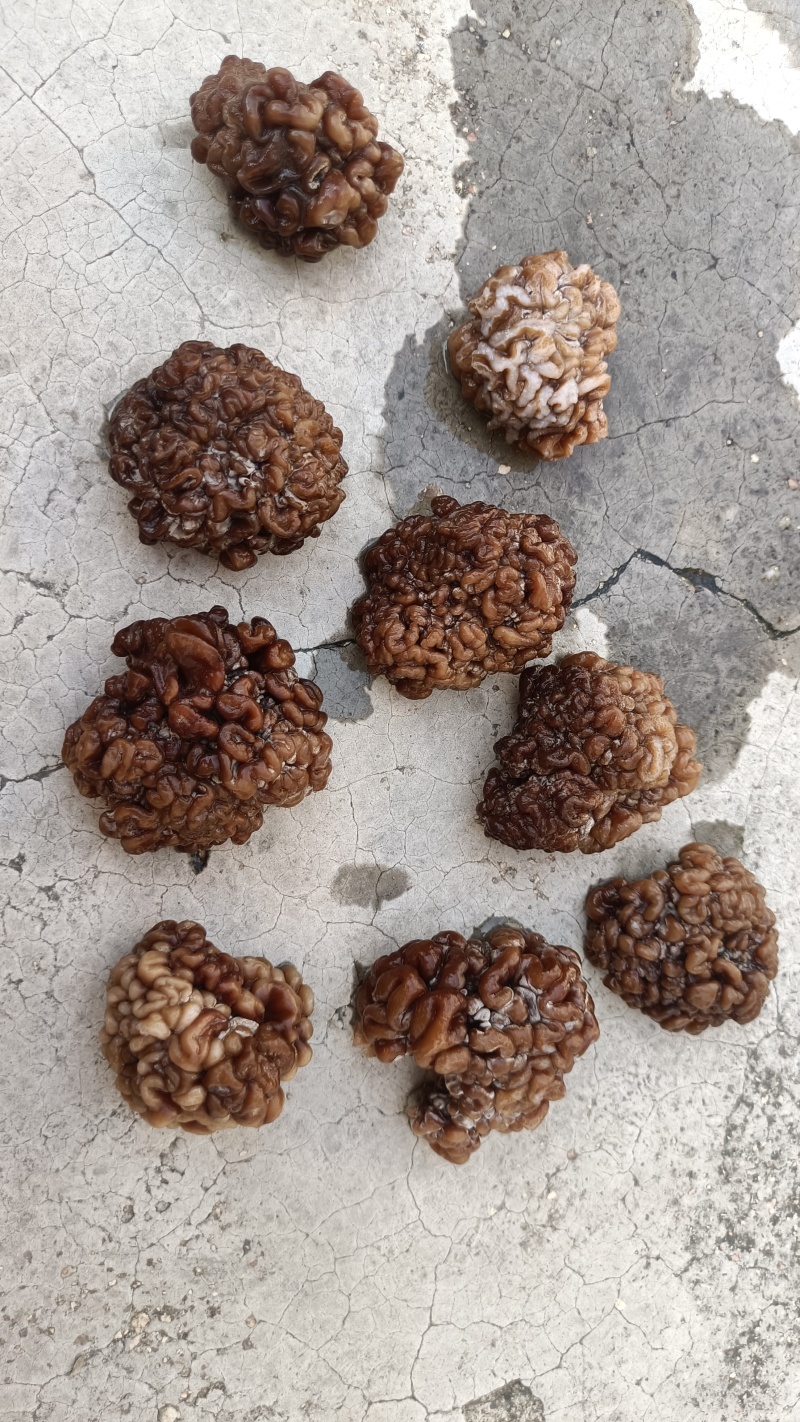 产地一手货源批发零售猴脑菇猴脑菌