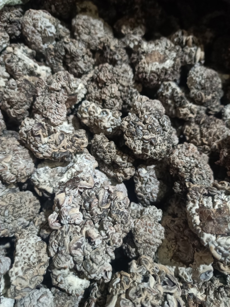 产地一手货源批发零售猴脑菇猴脑菌