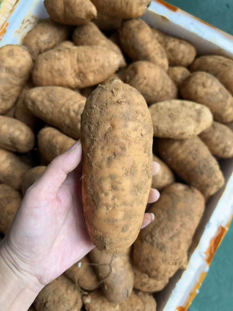 天麻新鲜天麻贵州天麻土天麻