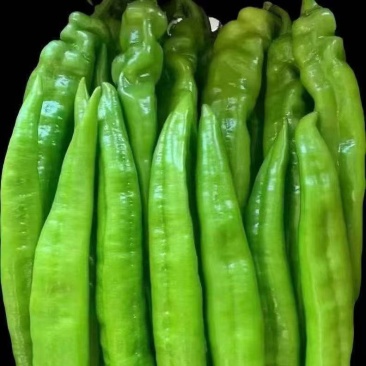 绿尖椒