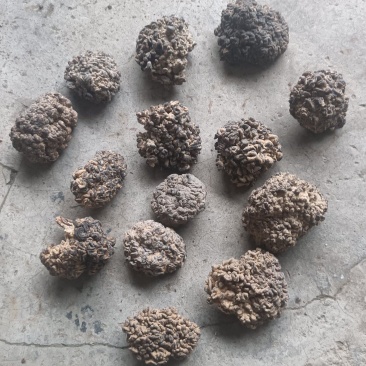 猴脑菌精品好货猴脑菇核桃菌批发零售精选货自产自销菌菇酒店