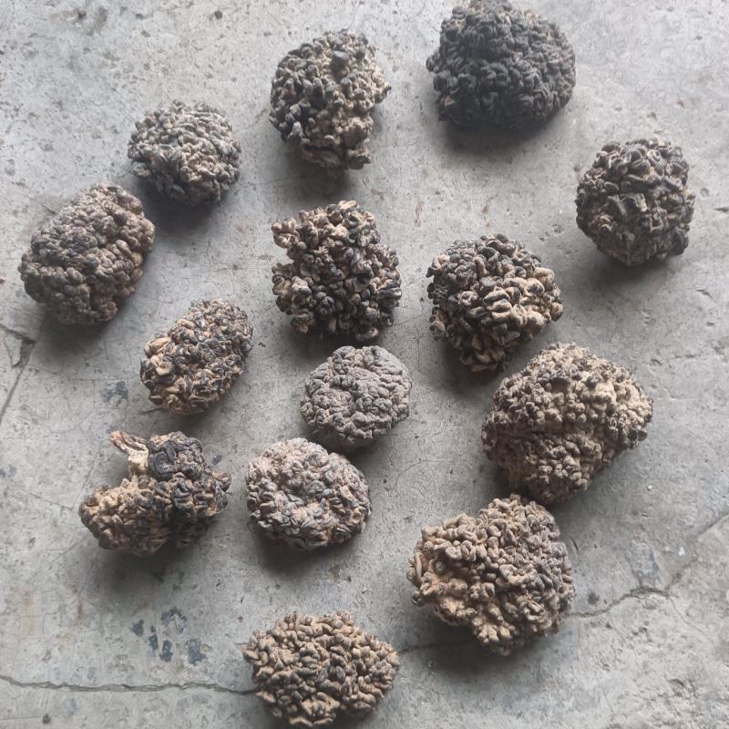 猴脑菌精品好货猴脑菇核桃菌批发零售精选货自产自销菌菇酒店