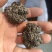猴脑菌精品好货猴脑菇核桃菌批发零售精选货自产自销菌菇酒店