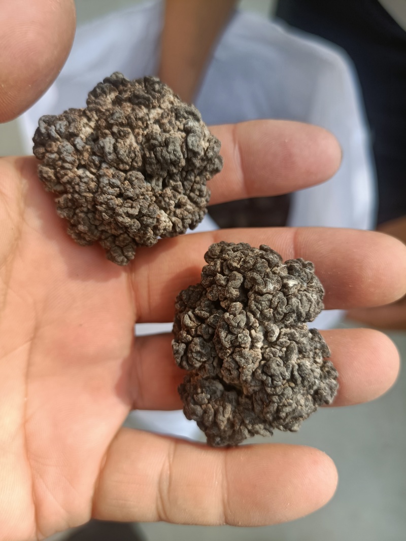 猴脑菌精品好货猴脑菇核桃菌批发零售精选货自产自销菌菇酒店