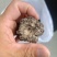 猴脑菌精品好货猴脑菇核桃菌批发零售精选货自产自销菌菇酒店