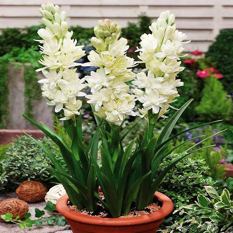 晚香玉种球夜来香花苗多年生阳台植物庭院四季易活浓香型宿根