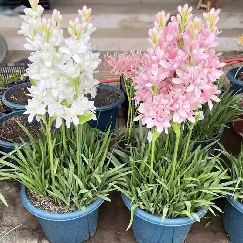 晚香玉种球夜来香花苗多年生阳台植物庭院四季易活浓香型宿根