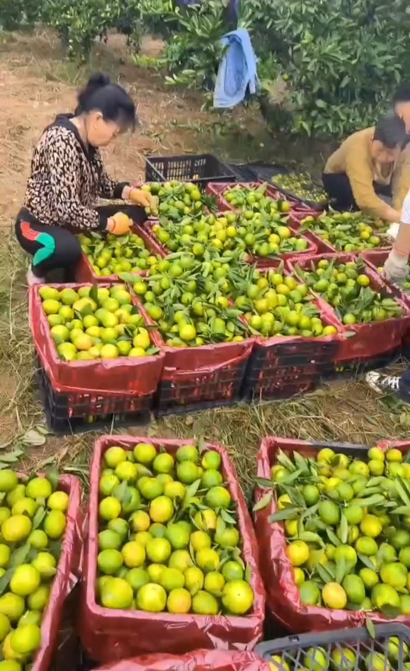 特早蜜橘已上市（大批量提供，其他品种也大量提供）