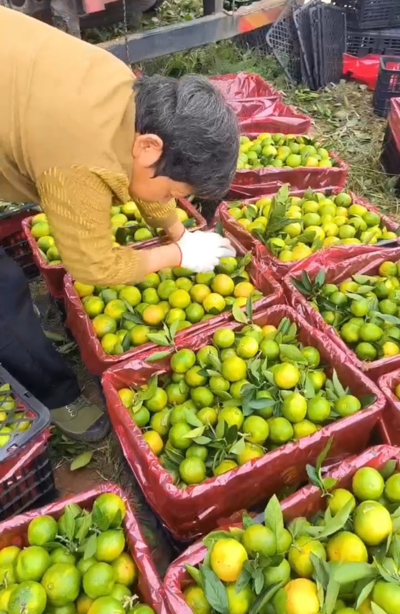特早蜜橘已上市（大批量提供，其他品种也大量提供）
