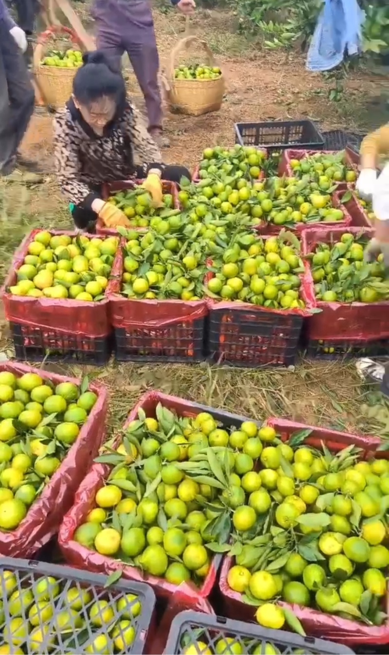 特早蜜橘已上市（大批量提供，其他品种也大量提供）
