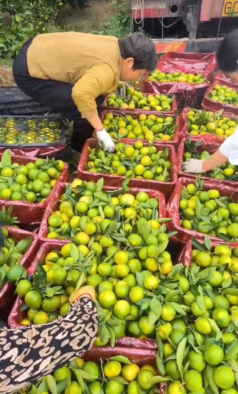 特早蜜橘已上市（大批量提供，其他品种也大量提供）
